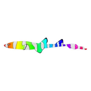 Rainbow Cat Shark